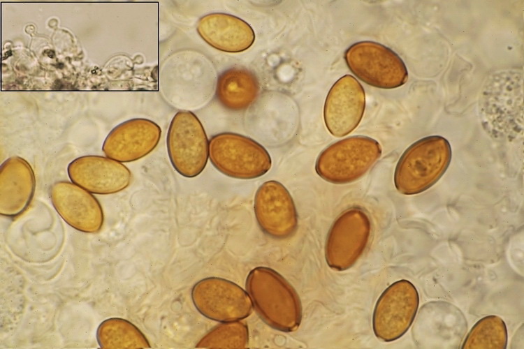 Brandplekbreeksteeltje - Conocybe anthracophila